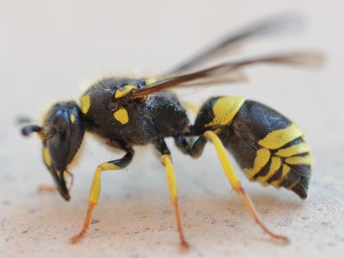 Ancistrocerus longispinosus longispinosus
